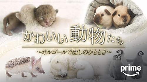 (未使用･未開封品)　シンフォレストDVD 耳折れ兄弟 スコティッシュフォールド・アトム&amp;ルーク sdt40b8 DVD］耳折れ兄弟 | シンフォレスト公式サイト